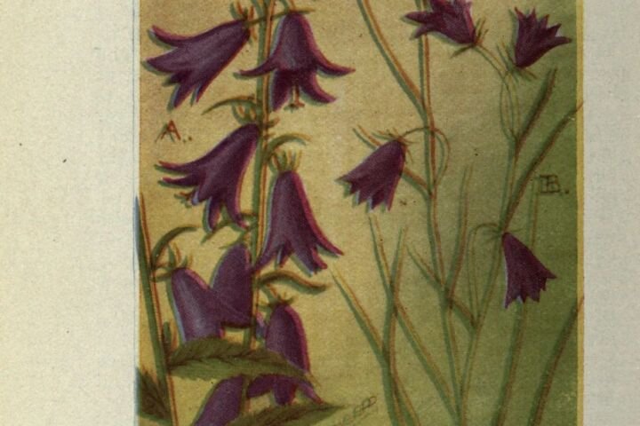Campanula rotundifolia