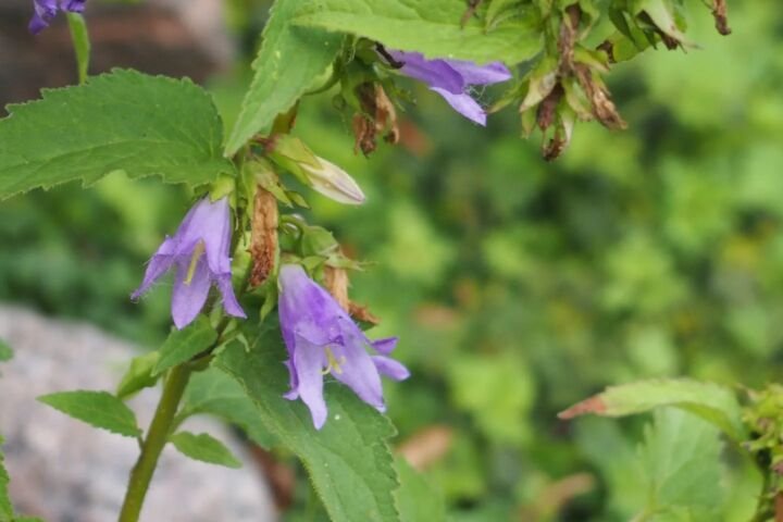 Campanula 'Trachelium'