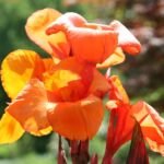 Canna 'Tropicanna' – zdjęcie rośliny