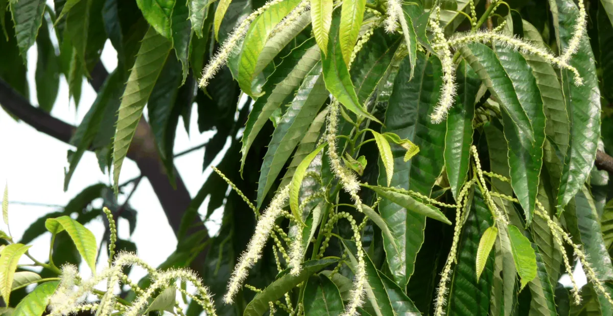 Japanese Chestnut (Castanea crenata) – plant photo