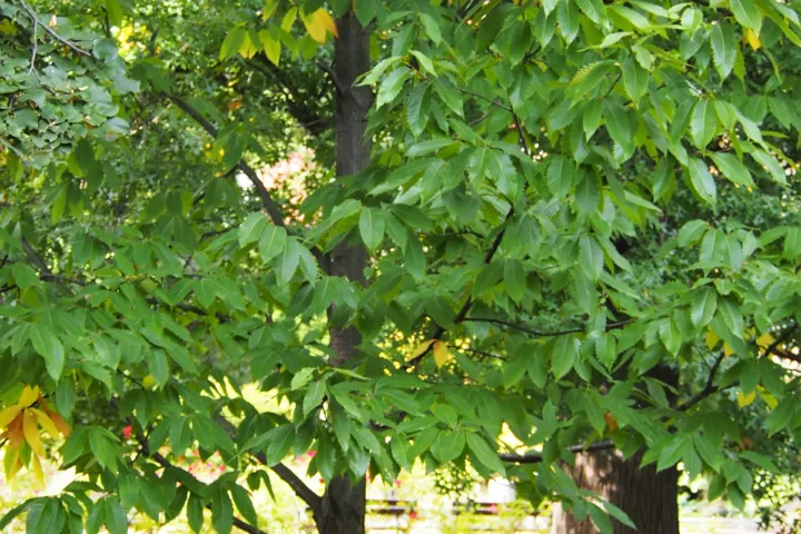 Castanea dentata