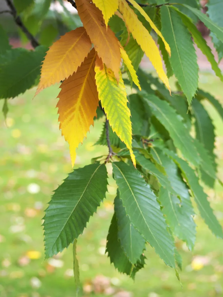Castanea dentata – plody zblízka, fotografia rastliny