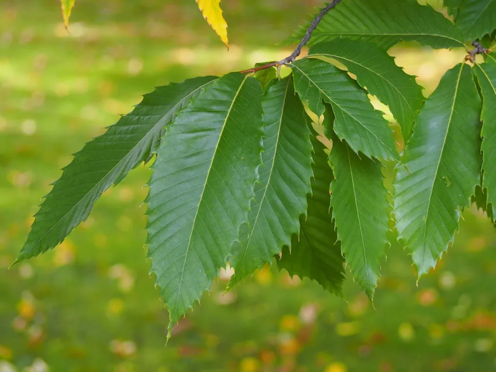 Castanea dentata – plody zblízka, fotografia rastliny
