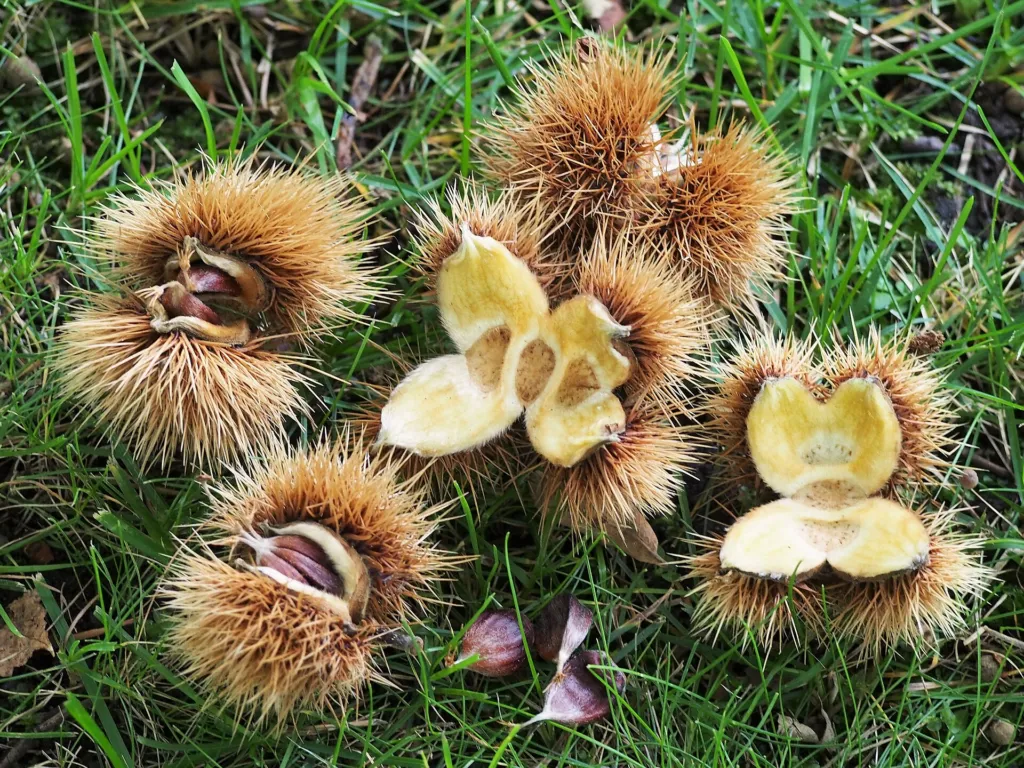 Castanea dentata – plody zblízka, fotografia rastliny