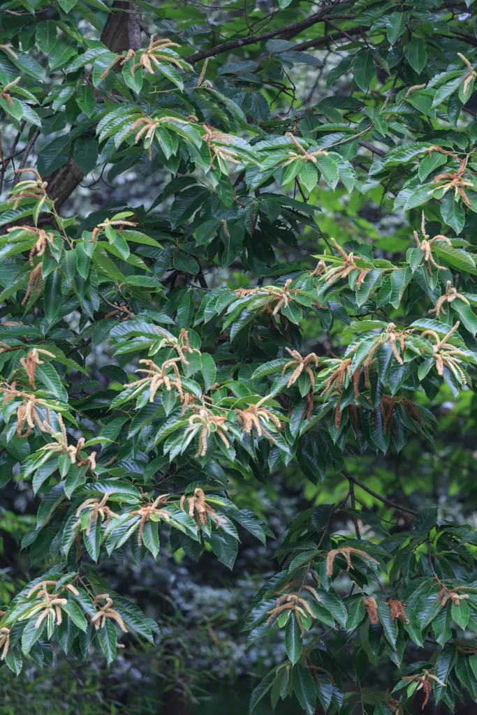 Gaštan čínsky (Castanea mollissima) – v záhrade, fotografia rastliny