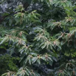 he Chinese chestnu (Castanea mollissima) – plant photo