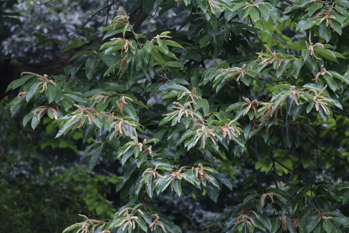 Castanea mollissima