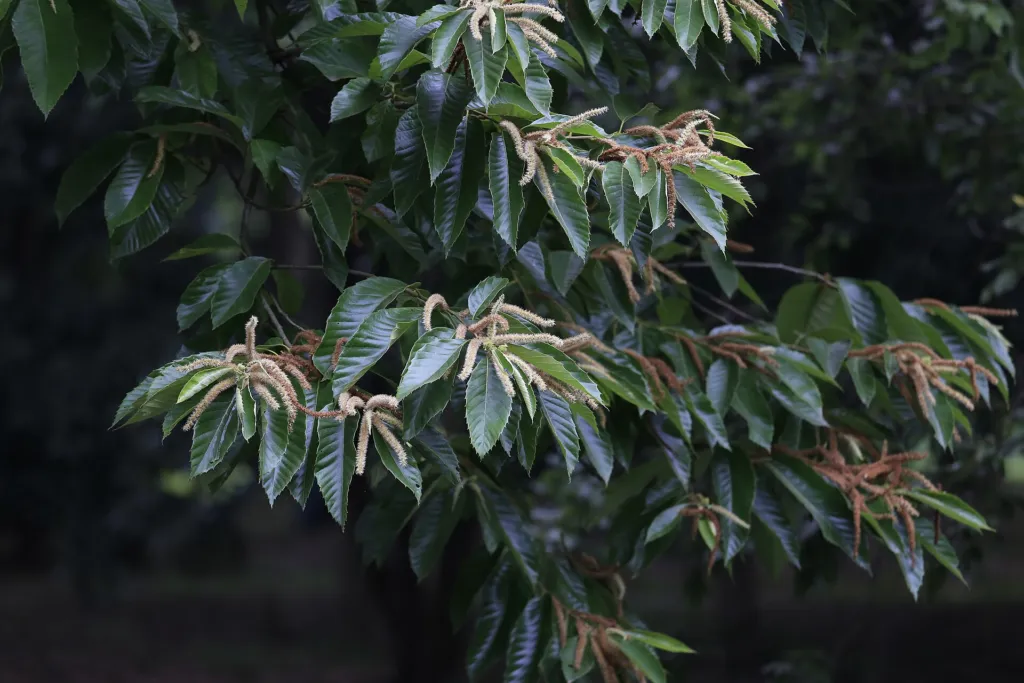 Gaštan čínsky (Castanea mollissima) – v záhrade, fotografia rastliny