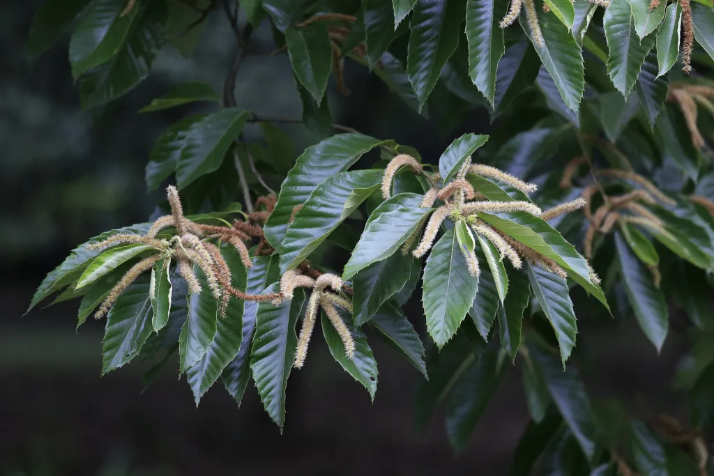 Gaštan čínsky (Castanea mollissima) – v záhrade, fotografia rastliny