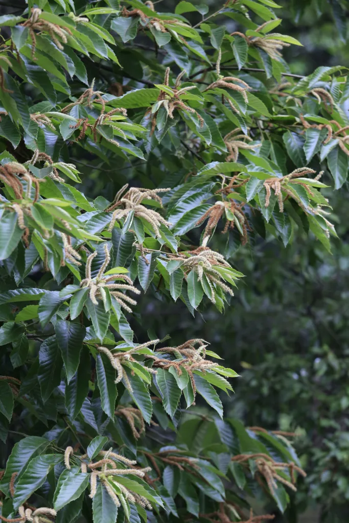 Gaštan čínsky (Castanea mollissima) – v záhrade, fotografia rastliny