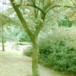 Castanea 'Pumila' – Pflanzenfoto