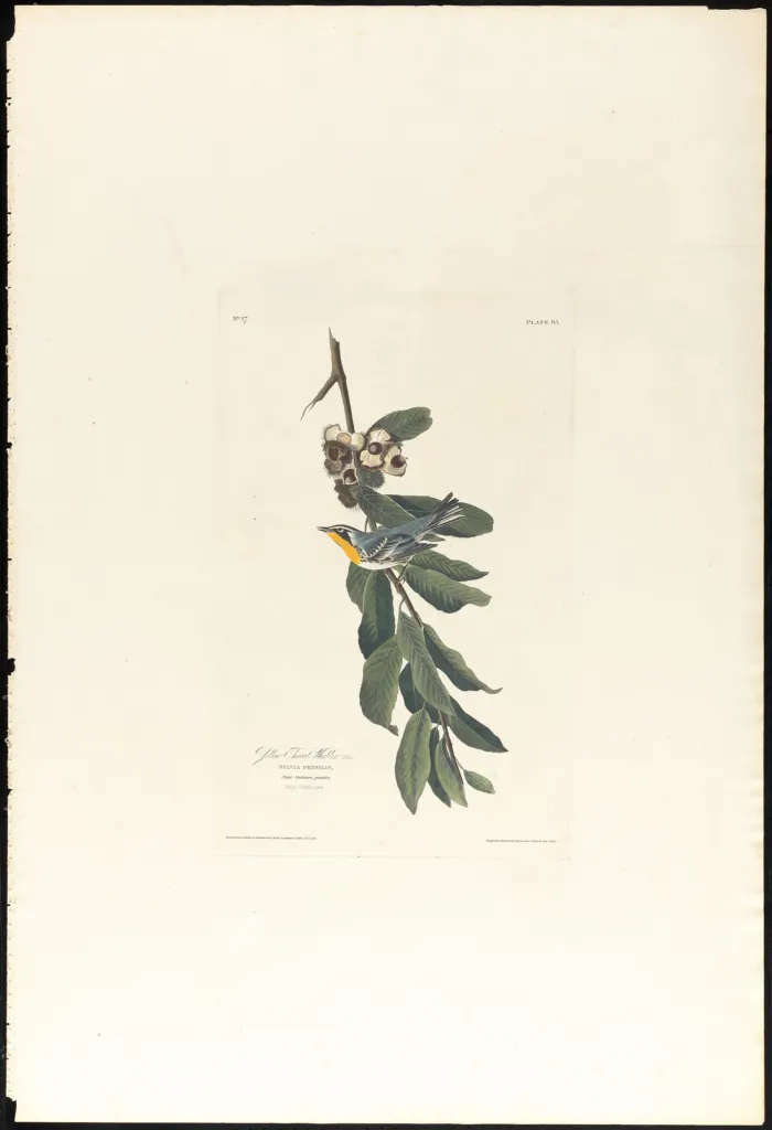 Castanea 'Pumila' – v prirodzenom prostredí, fotografia rastliny