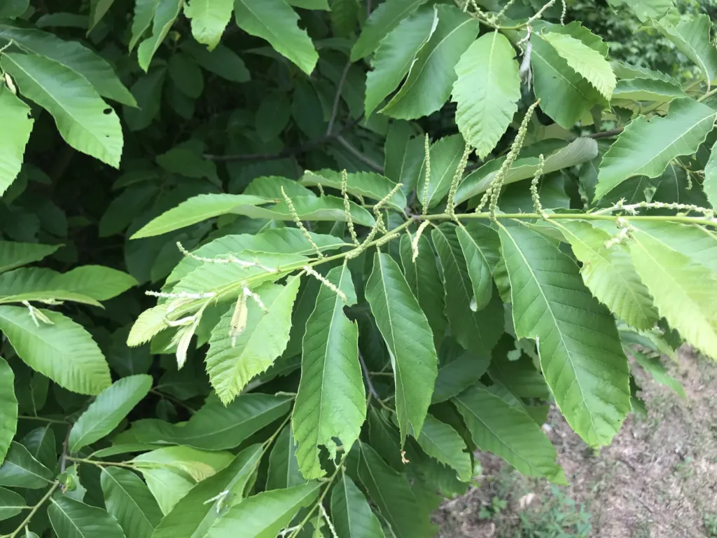 Castanea 'Pumila' – kvety zblízka, fotografia rastliny