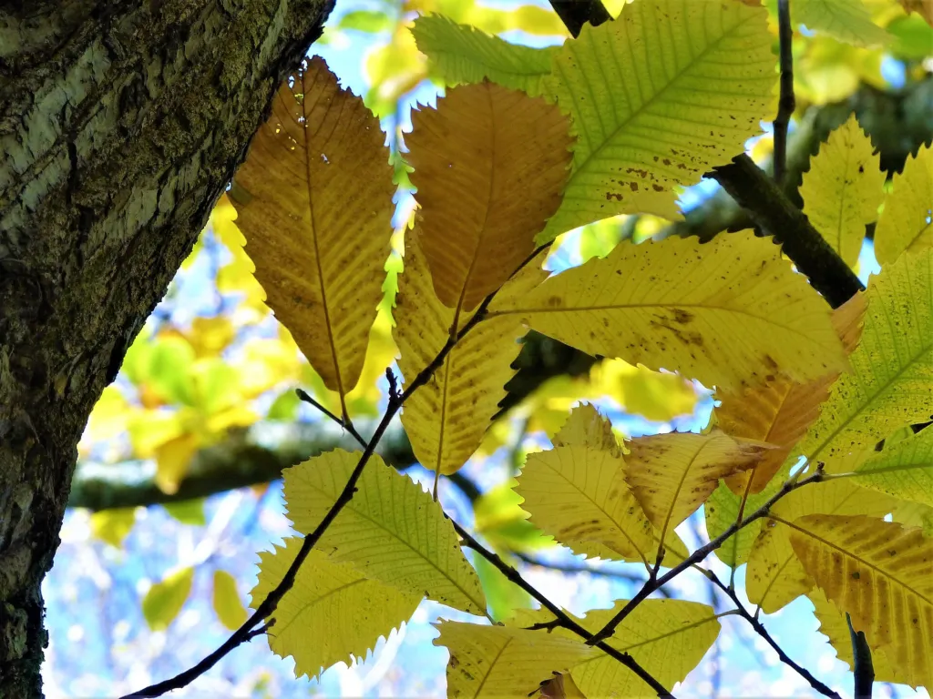 Castanea 'Pumila' – typický vzhľad, fotografia rastliny