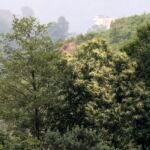 Castanea 'Sativa' – fotografia rastliny