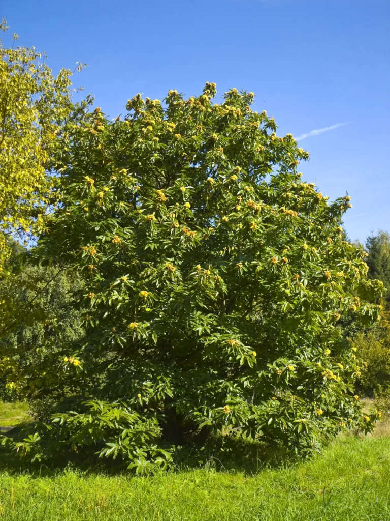 Castanea 'Sativa' – plody zblízka, fotografia rastliny