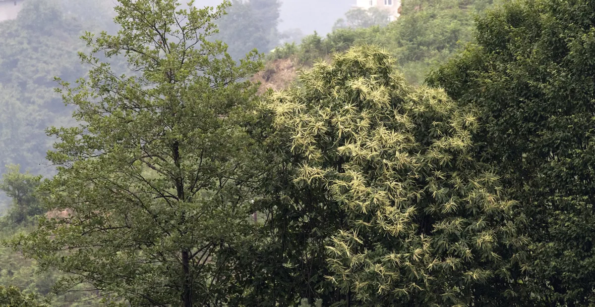 Castanea 'Sativa' – plant photo