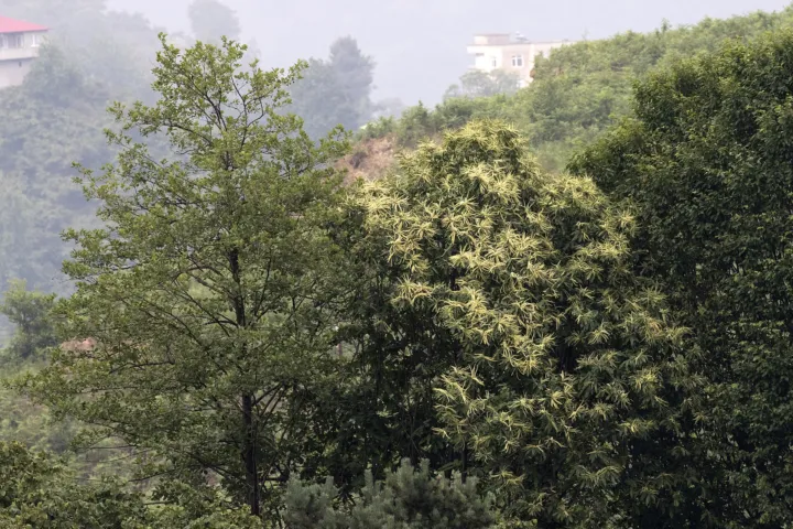 Castanea 'Sativa'