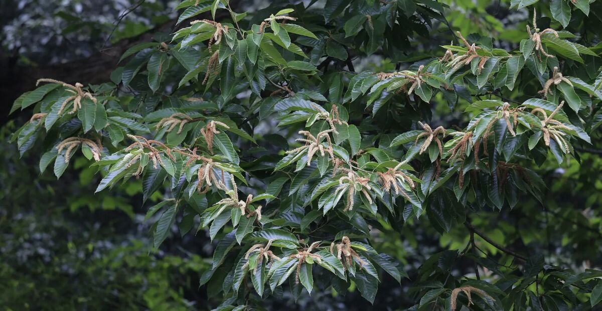 Chinesische Kastanie (Castanea mollissima) – Pflanzenfoto