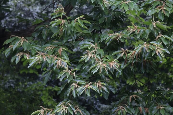 Castanea mollissima