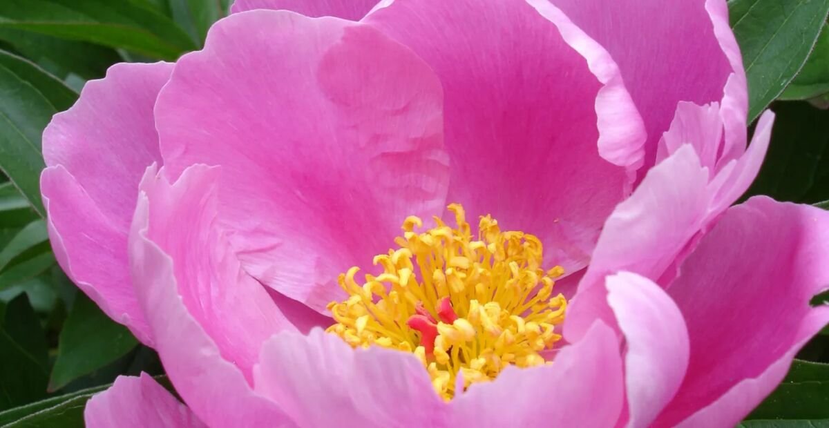 chinesische Pfingstrose (Paeonia lactiflora) – Pflanzenfoto