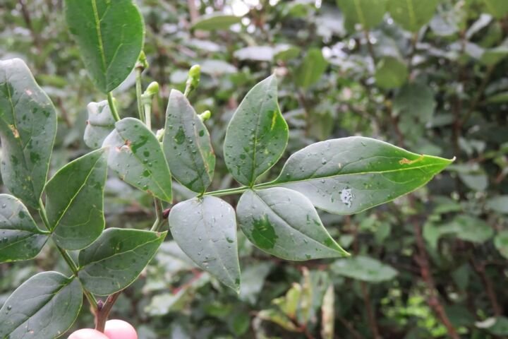 Chrysojasminum