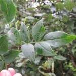 Chrysojasminum care guide (Chrysojasminum) – plant photo