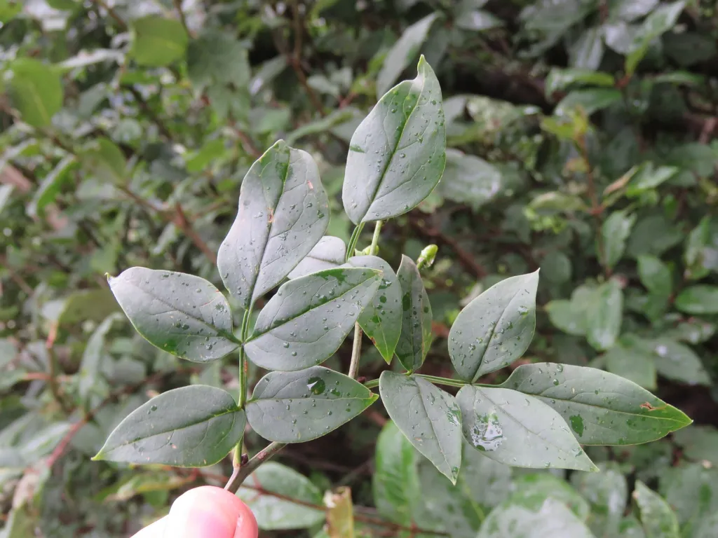 Chrysojasminum care guide (Chrysojasminum) – flowers in close-up, plant photo