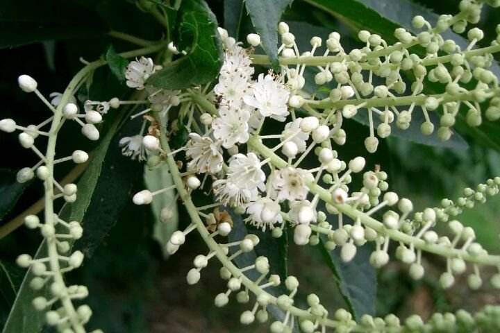 Clethra barbinervis
