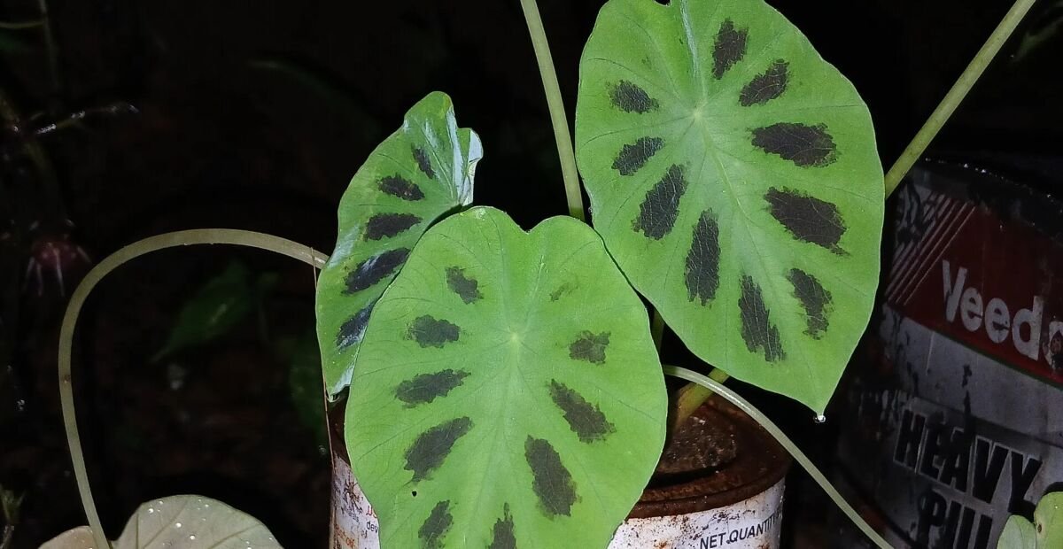 Colocasia affinis – plant photo
