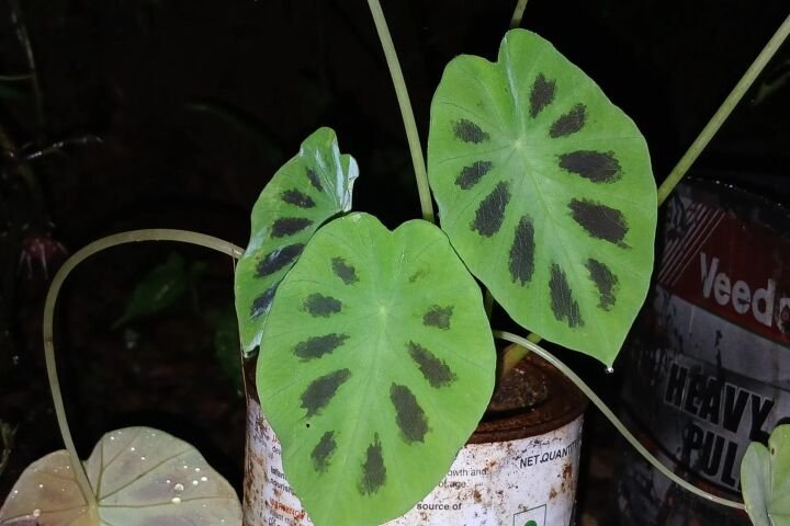 Colocasia affinis