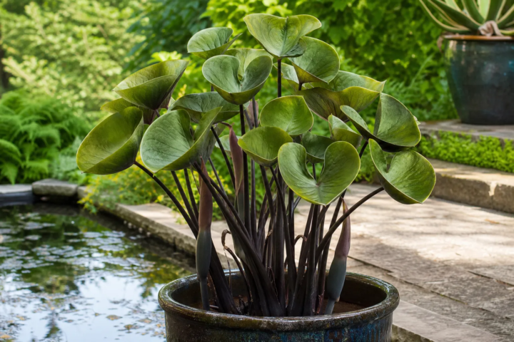 Colocasia 'Coffee Cups'