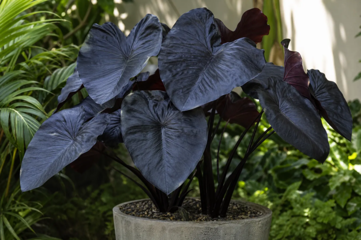 Colocasia 'Electric Blue Gecko'