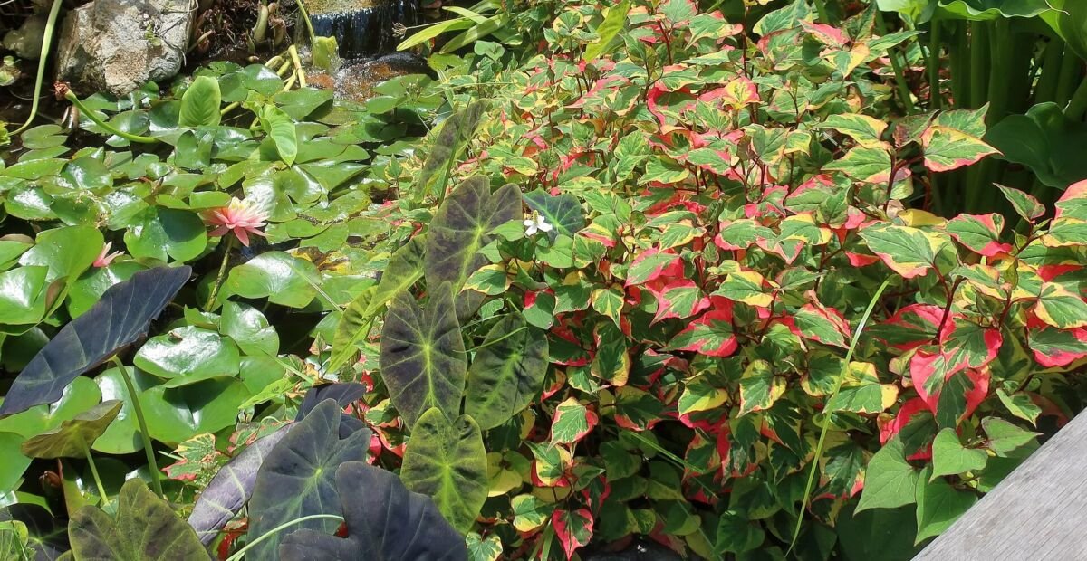 Colocasia esculenta 'Illustris' – plant photo