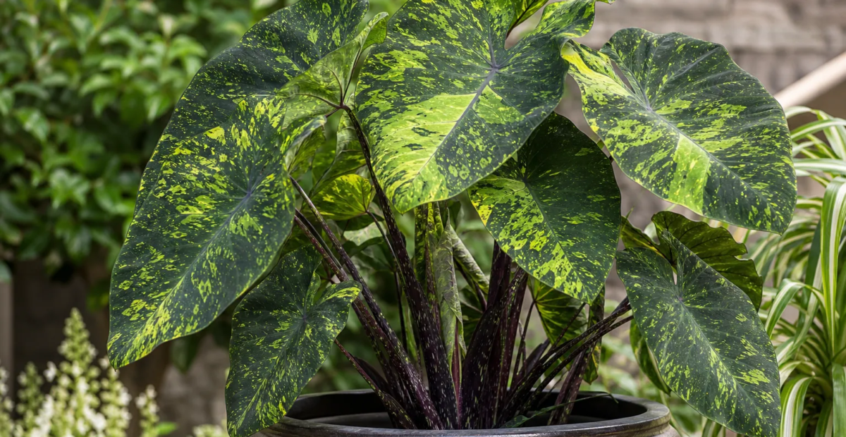 Colocasia esculenta 'Lemon Lime Gecko' – plant photo