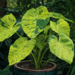 Colocasia esculenta 'Midori Sour' – zdjęcie rośliny