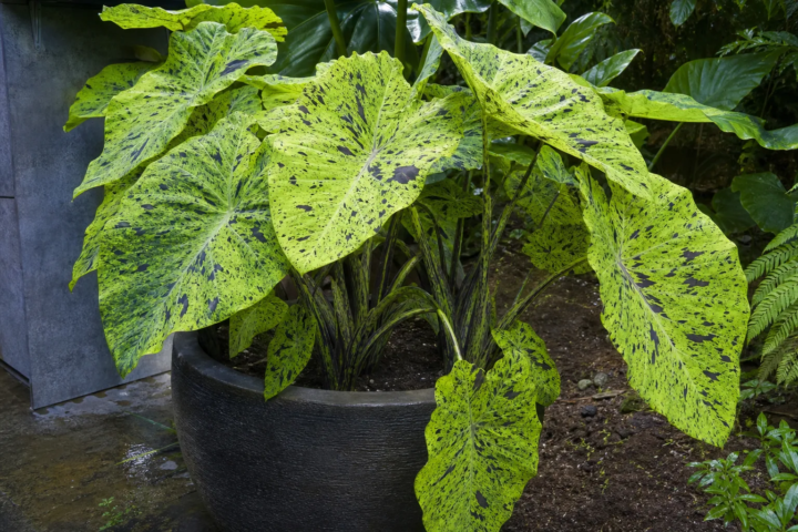 Colocasia esculenta 'Mojito'