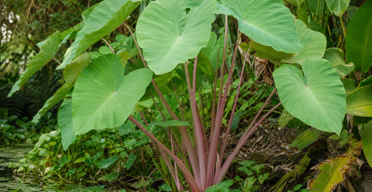 Colocasia esculenta 'Pink China' – plant photo