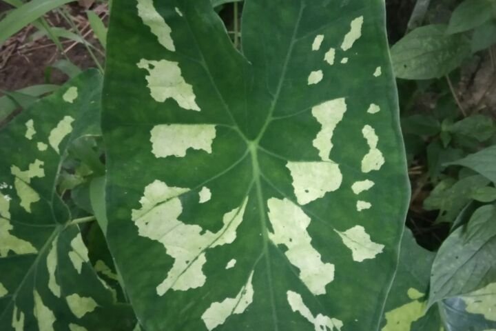 Colocasia 'Hilo Beauty'
