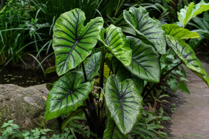 Colocasia 'Pharaohs Mask'