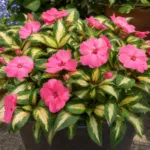 Compact Tropical (Impatiens sunpatiens ‘Compact Tropical’) (Impatiens sunpatiens