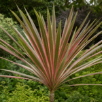 Cordyline australis ‘Pink Stripe’ (Cordyline australis 'Pink Stripe') – zdjęcie rośliny