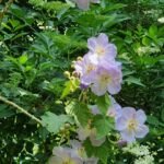 Corynabutilon vitifolium – zdjęcie rośliny