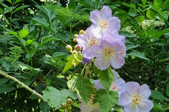Corynabutilon vitifolium