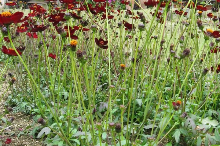 Cosmos atrosanguineus