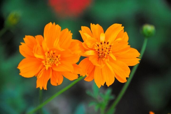 Cosmos sulphureus