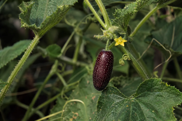 Cucumis anguria