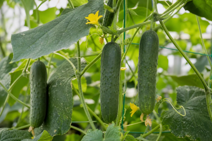 Cucumis sativus