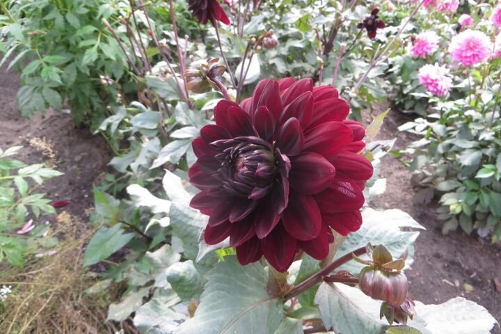 Dahlia 'Karma Choc'