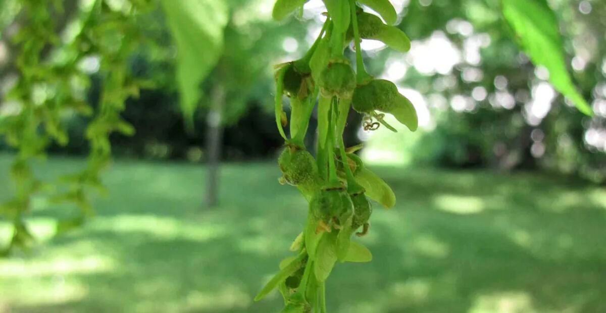 Davids-Ahorn (Acer davidii) – Pflanzenfoto